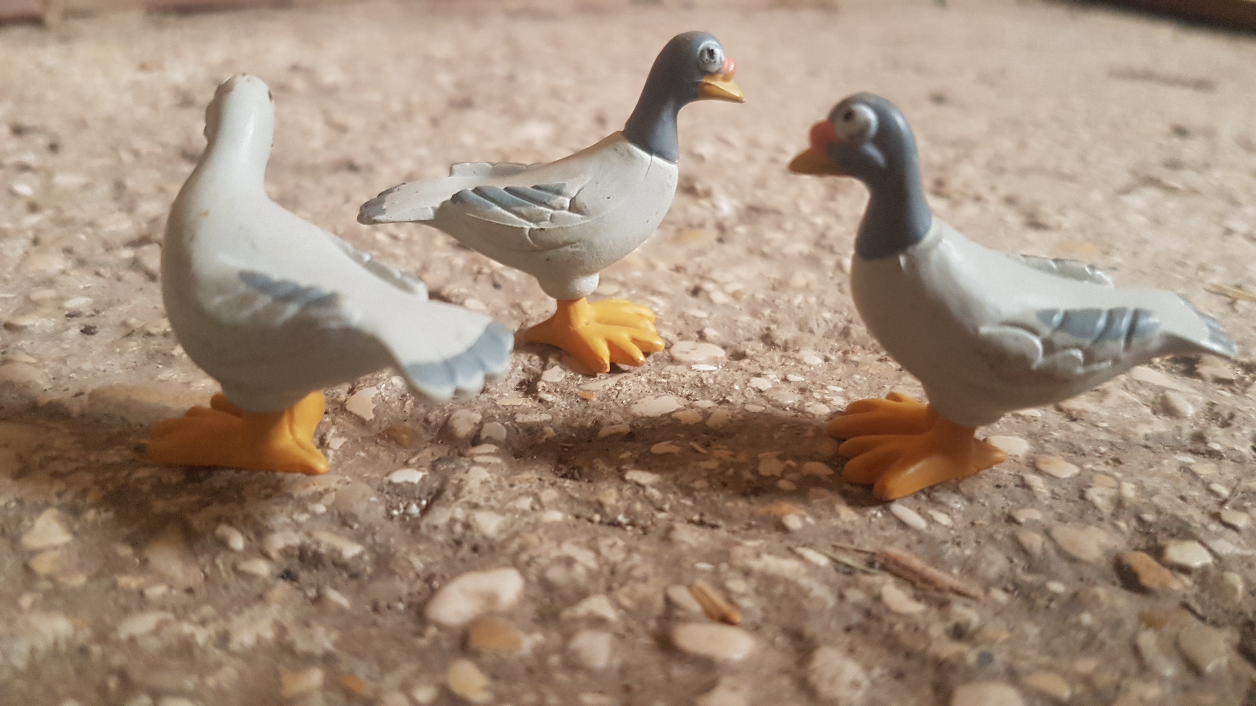 pigeons